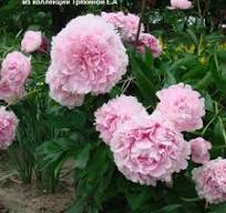 Пиония травянистая корневище  Альберт Краус